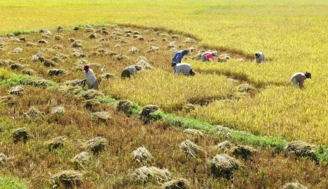 Reisbauern Sri Lanka