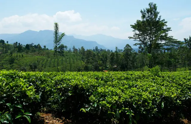 Teeplantagen Sri Lanka 
