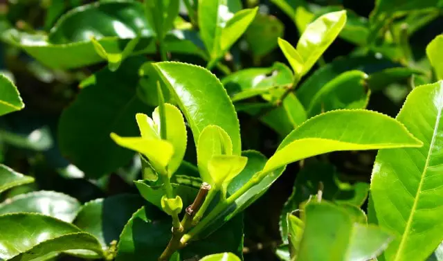 Tee Teeplantagen Sri Lanka