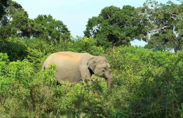 Elefanten im Yala Nationalpark Sri Lanka