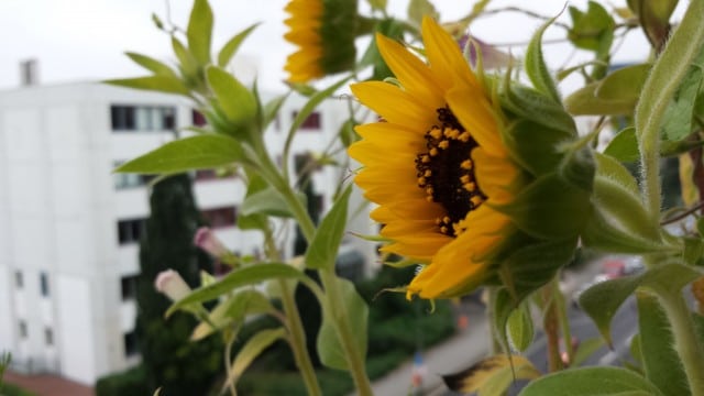 Sonneblumen auf dem Balkon - Blumenwichteln 2013
