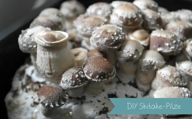 DIY Shitake-Pilze selber züchten