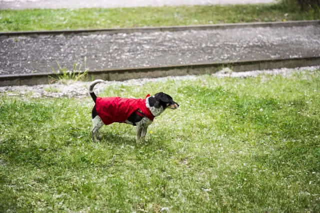 Regenmantel für Hunde - DIY 