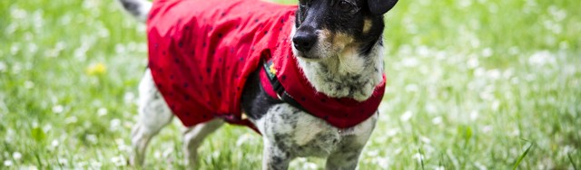 Upcycling – Aus einem Regenschirm wird ein Regenmantel für Hunde