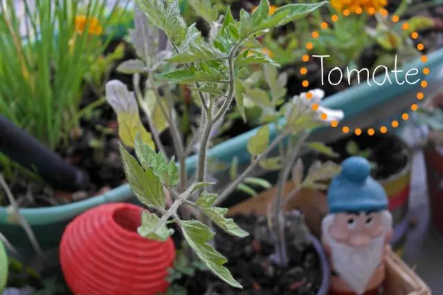Tomatenpflanze vom Blumenwichteln 