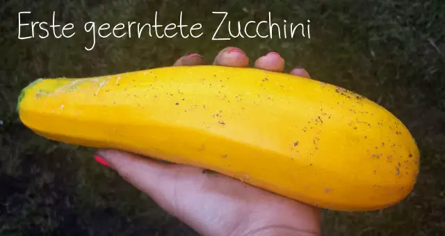 Geerntete gelbe  Zucchini 2014