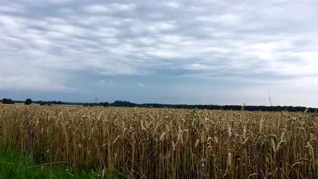 Felder und Gewitter in Brandenburg