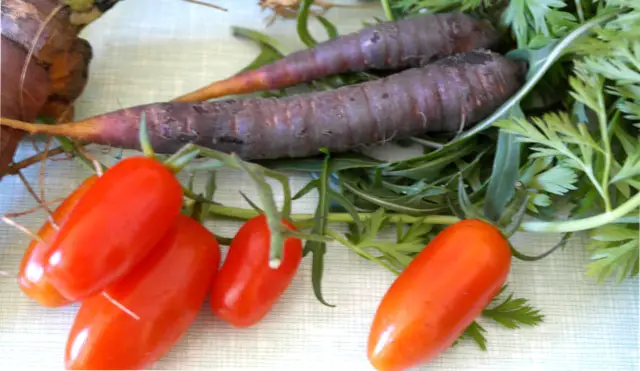 Lila Karotten und Tomaten aus dem Garten