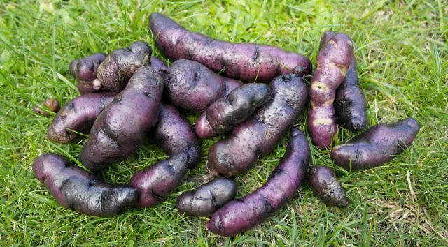 Lila Kartoffeln aus dem Garten