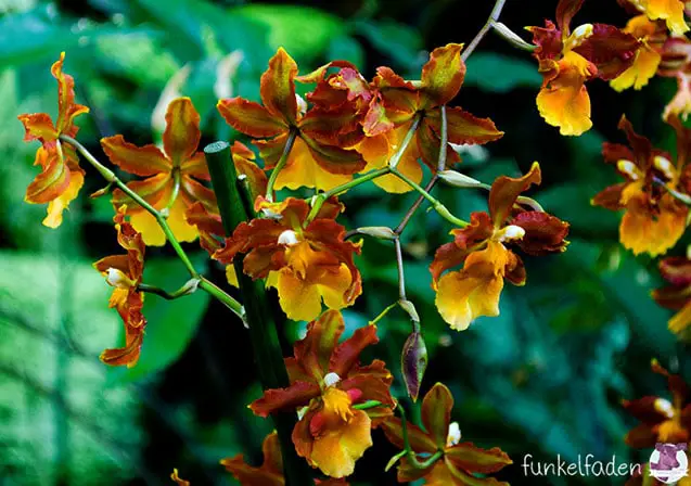Orchideen in der Biosphäre Potsdam