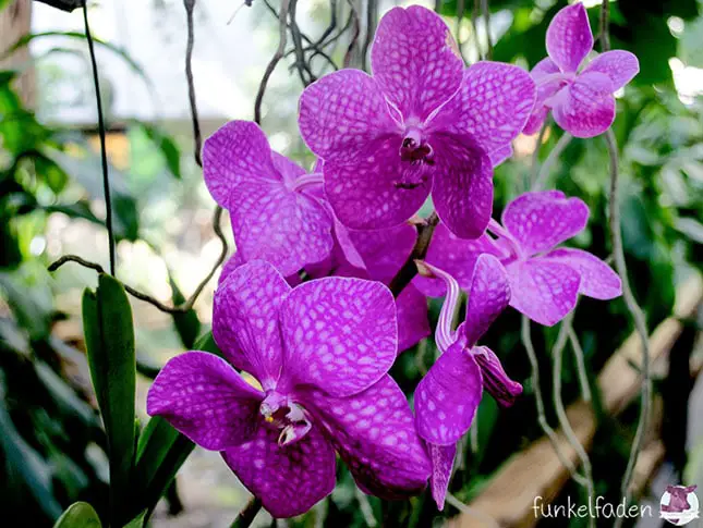 Orchideen in der Biosphäre Potsdam 