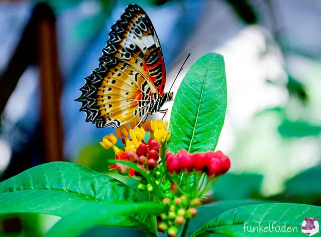 Biosphäre Potsdam - Schmetterling