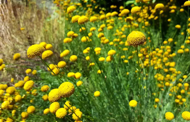 Duftblumen im Botanischen Garten Berlin 