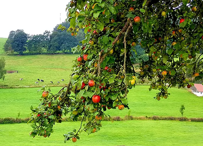 Apfelbaum in Niedersachsen