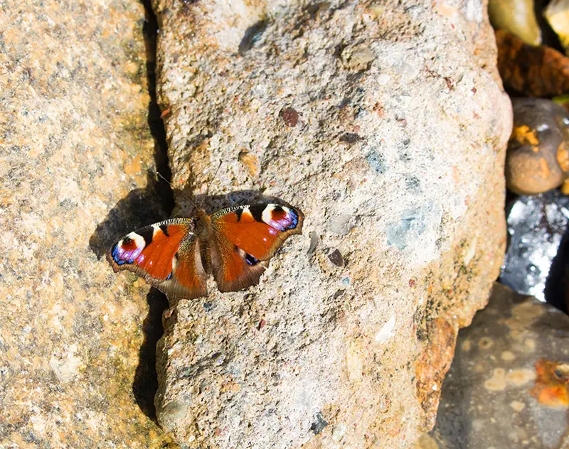Schmetterling auf Rügen