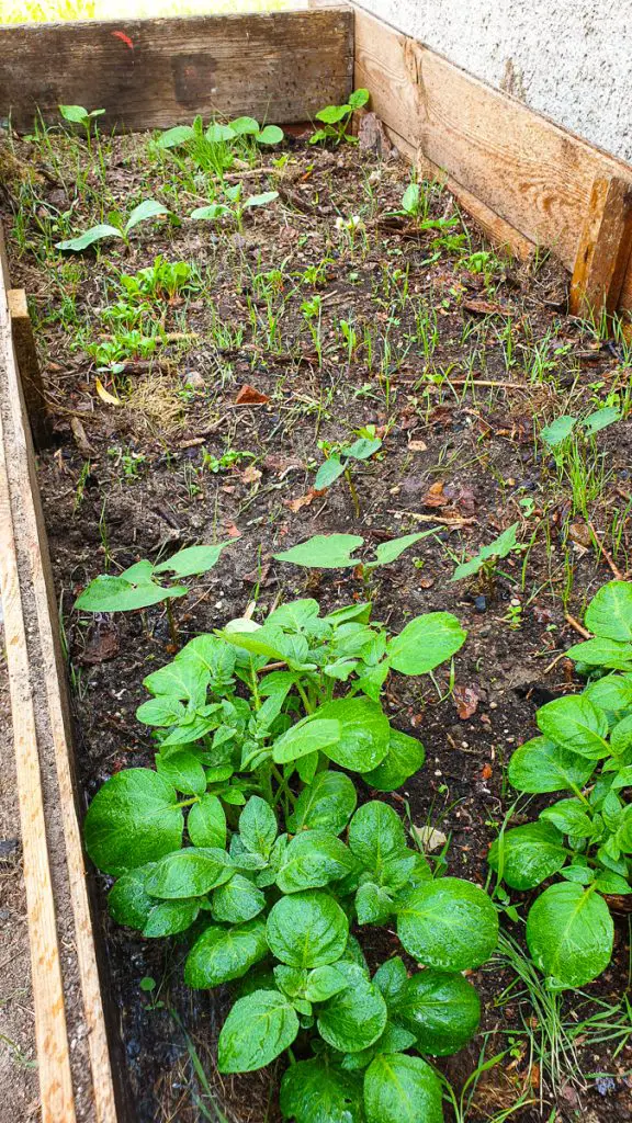 Black Turtle Bohnen - Alte Sorten im Garten pflanzen nachhaltiger Garten