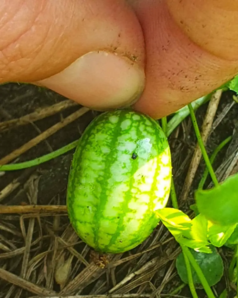 Mini-Gurken anpflanzen im Freiland - Selbstversorgen werden