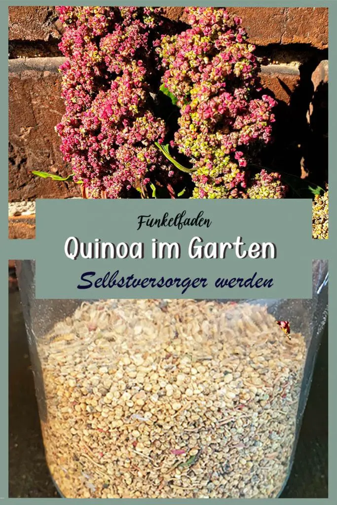 Quinoa pflanzen Selbstversorger Garten anlegen ganz einfach