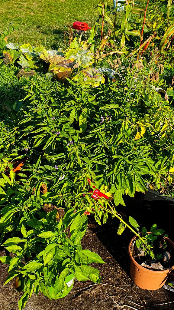 Chili in Töpfen pflanzen - Selbstversorger Garten anlegen ganz einfach