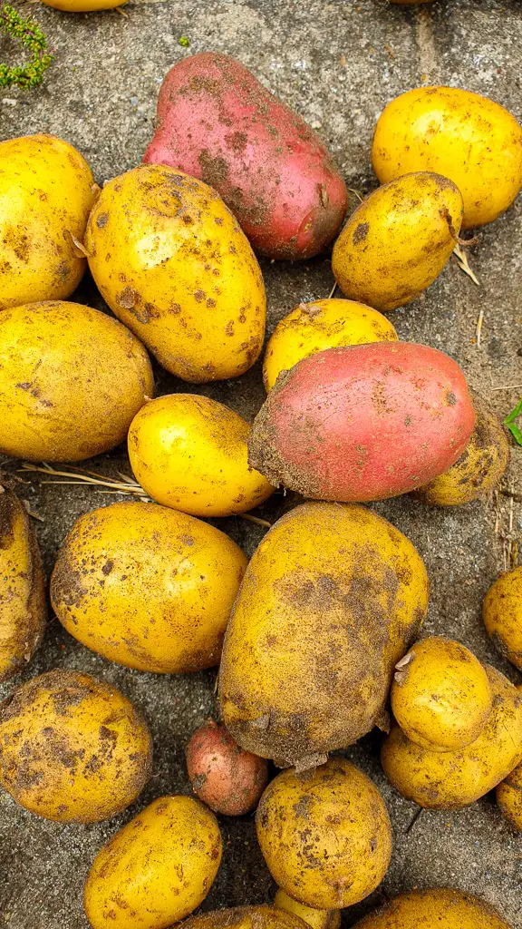 Kartoffeln im Garten anbauen - Selbstversorger Garten anlegen ganz einfach