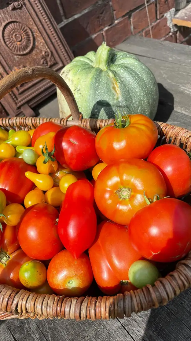 Funkelfaden Garten 2022 Selbstversorger Tomaten ernten